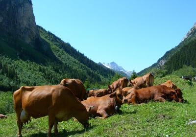 vaches vallée de chavière pralognan - Pralognan-la-Vanoise : alpage dans la vallée de Chavière vaches vallée de chavière pralognan - Pralognan-la-Vanoise : alpage dans la vallée de Chavière