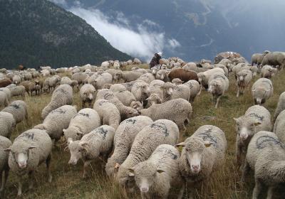 Moutons en alpage - Moutons en alpage