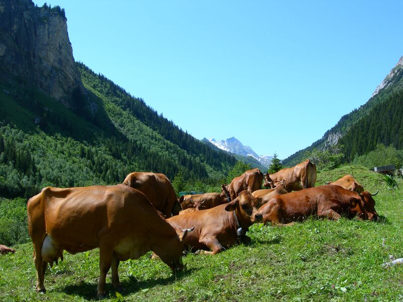 alpage pralognan - Pralognan-la-Vanoise : sortie alpage vallée de Chavière alpage pralognan - Pralognan-la-Vanoise : sortie alpage vallée de Chavière