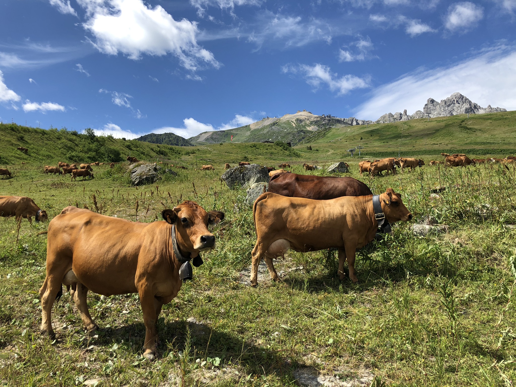 Vaches en alpage - Fondation Facim